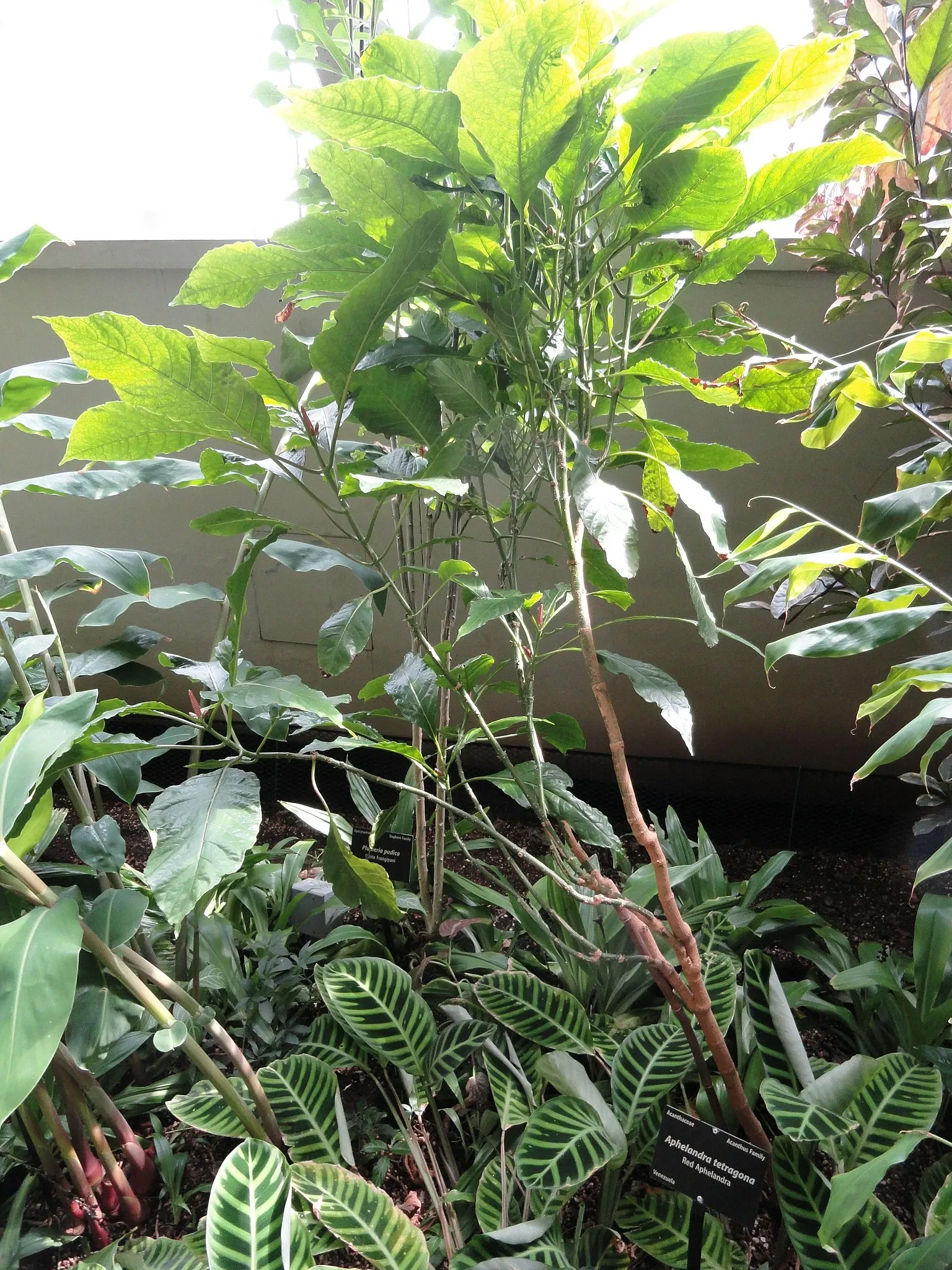 Denver Botanic Gardens