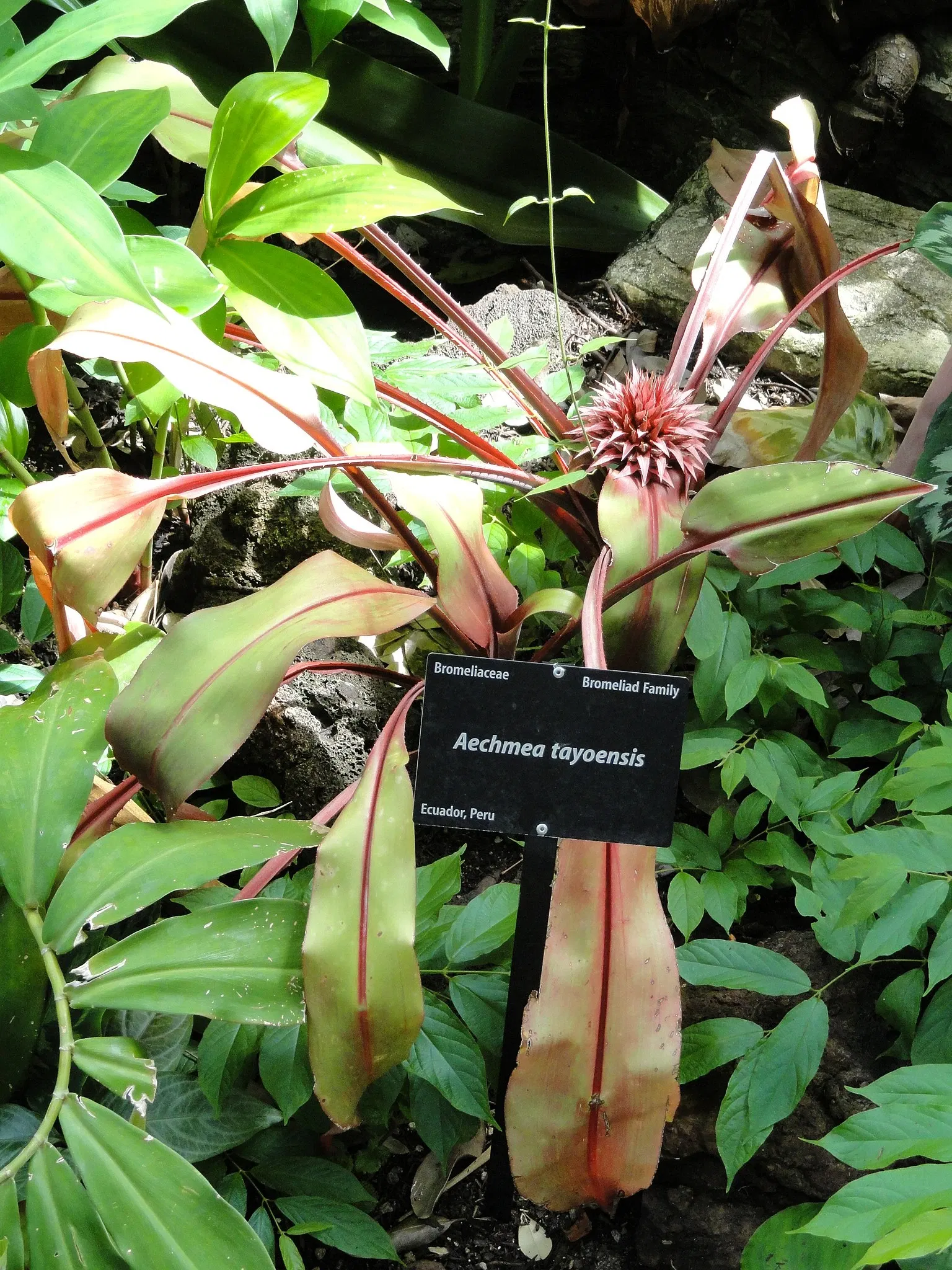 Jardín botánico de Denver