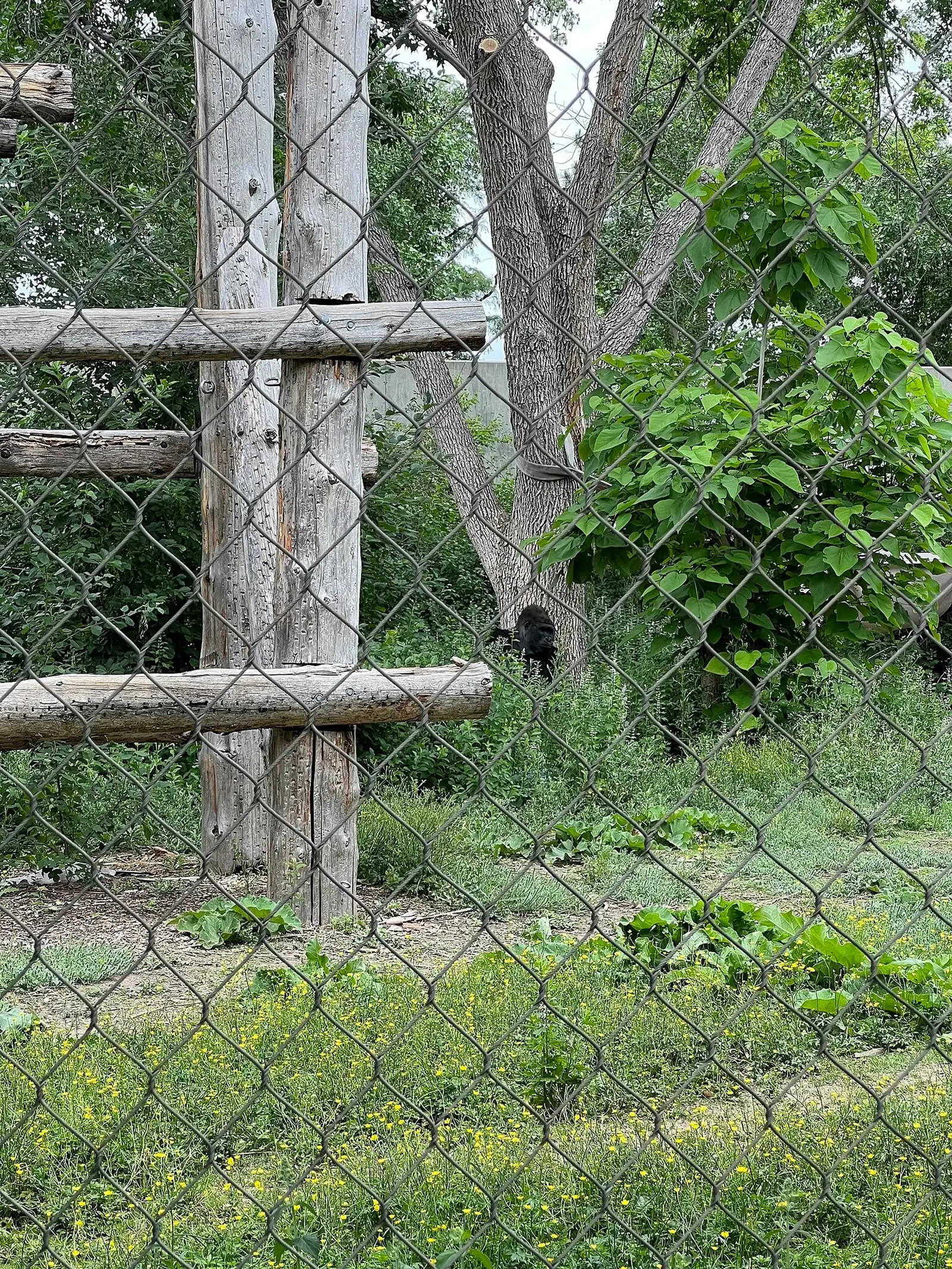 Zoológico de Denver