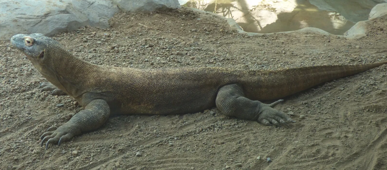 Zoológico de Denver