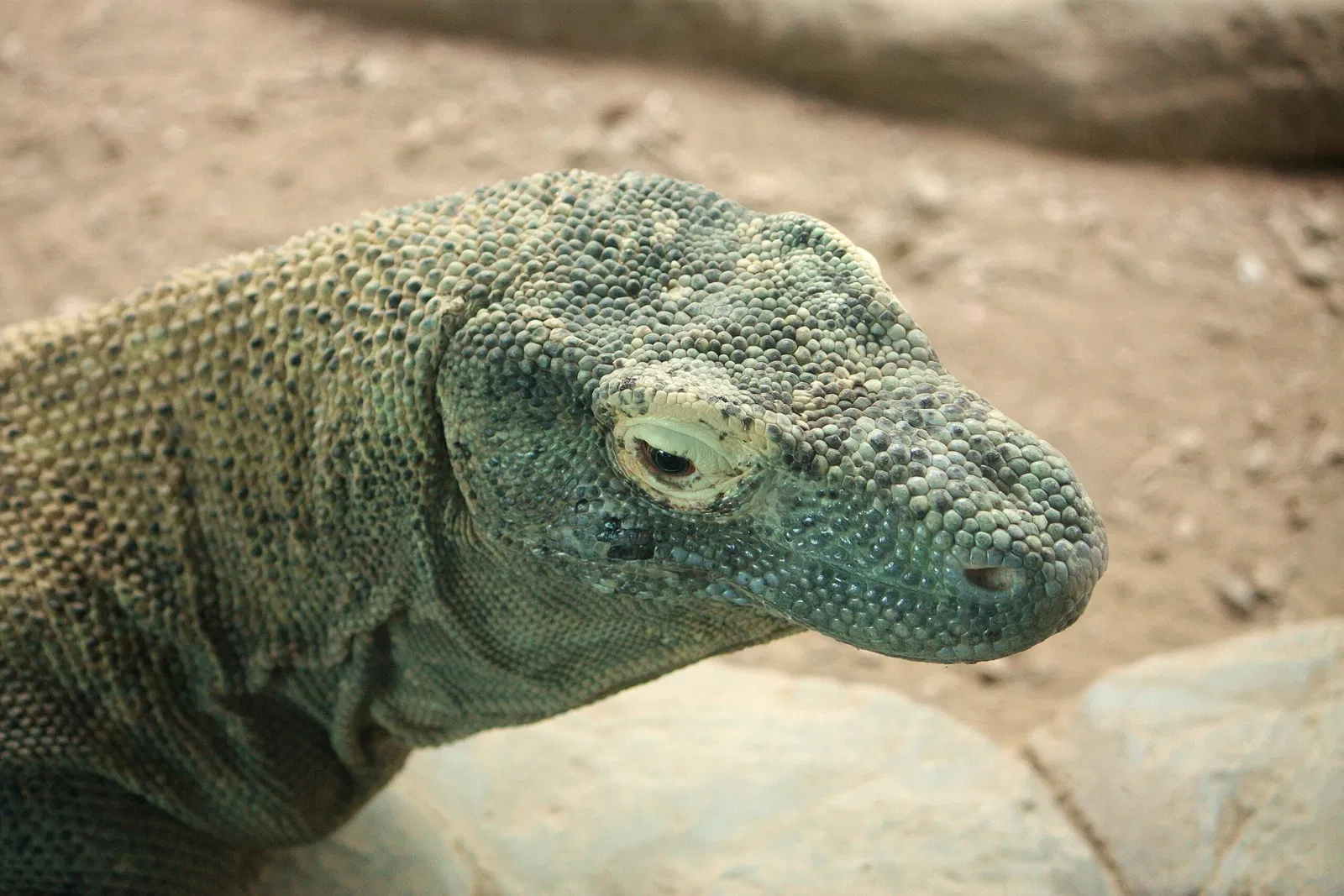 Zoológico de Denver