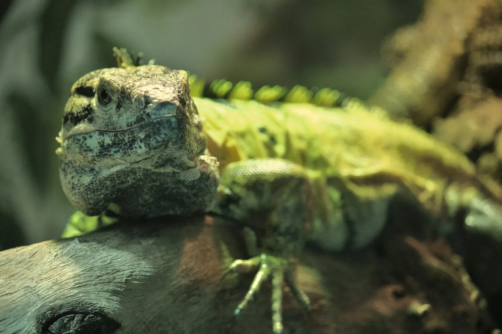 Zoológico de Denver