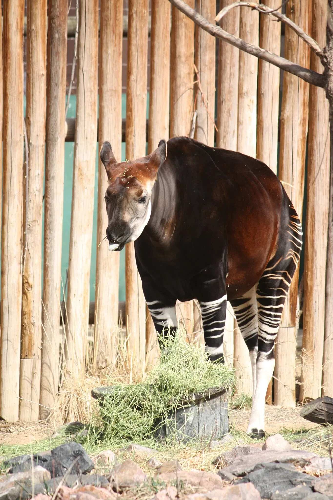 Zoológico de Denver