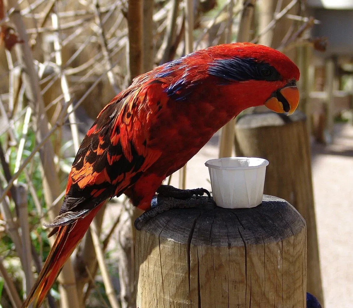 Zoológico de Denver
