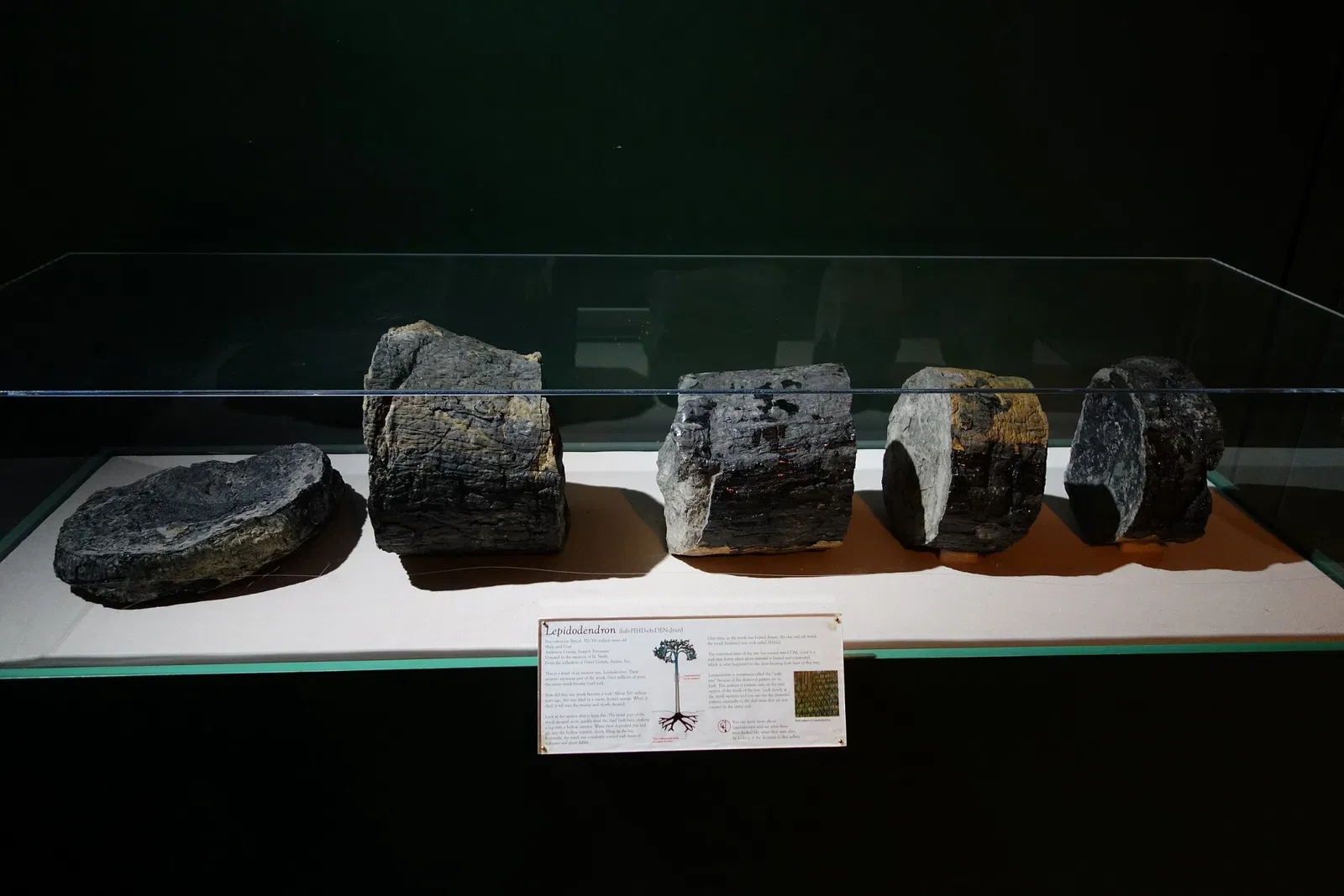 Fernbank Museum of Natural History