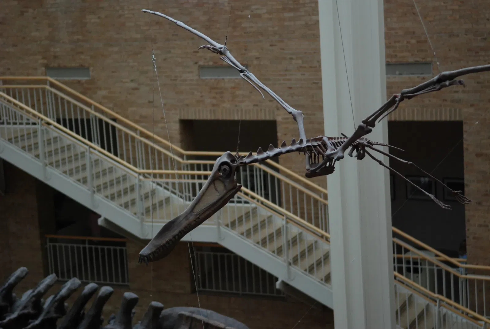 Fernbank Museum of Natural History