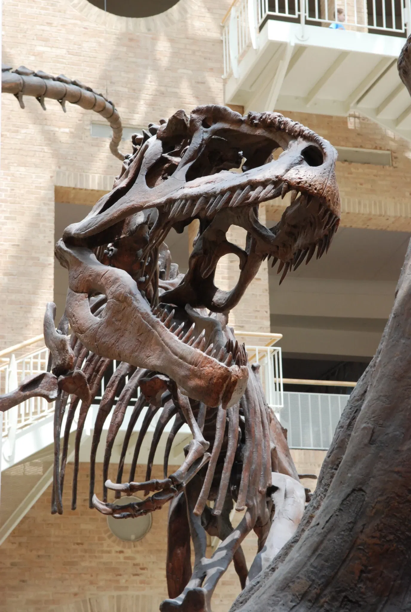 Fernbank Museum of Natural History