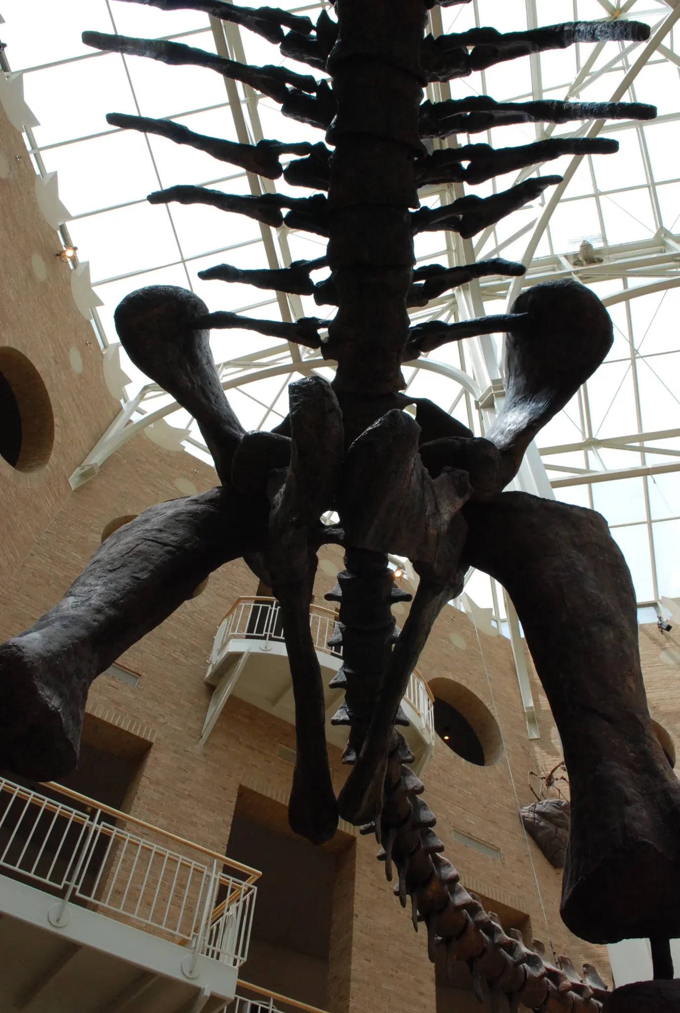 Fernbank Museum of Natural History