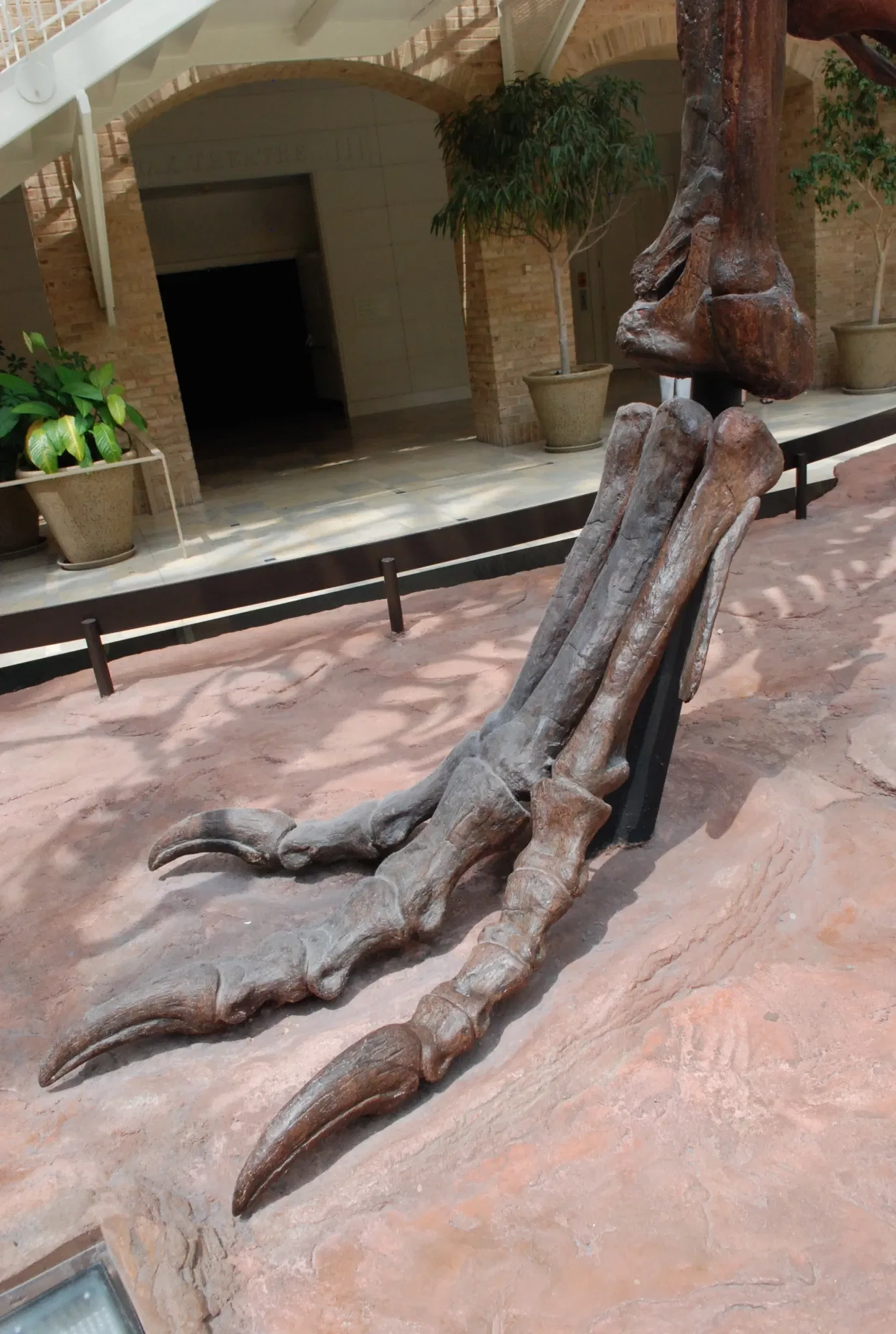 Fernbank Museum of Natural History