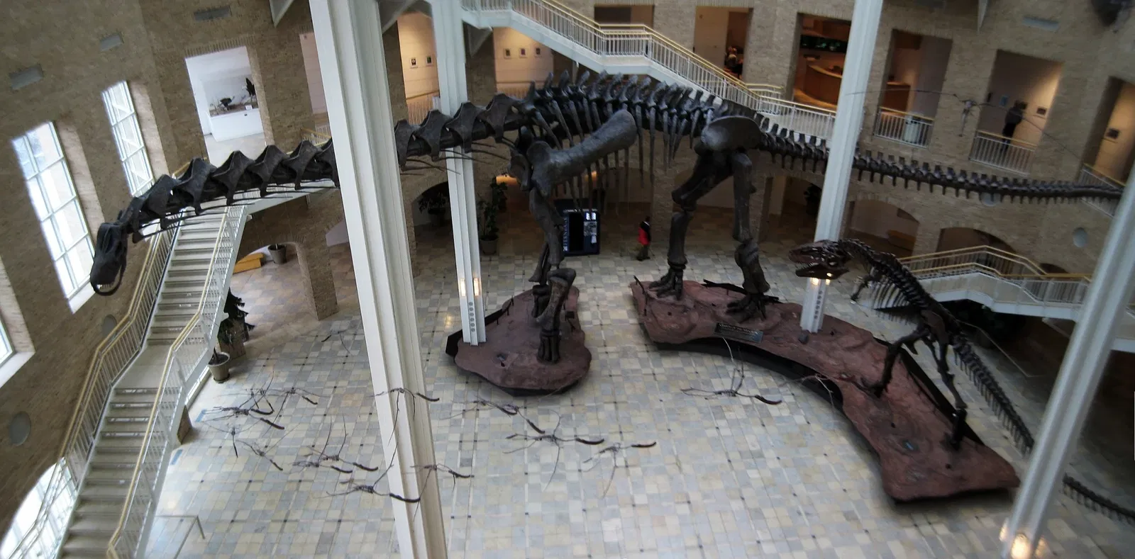 Fernbank Museum of Natural History
