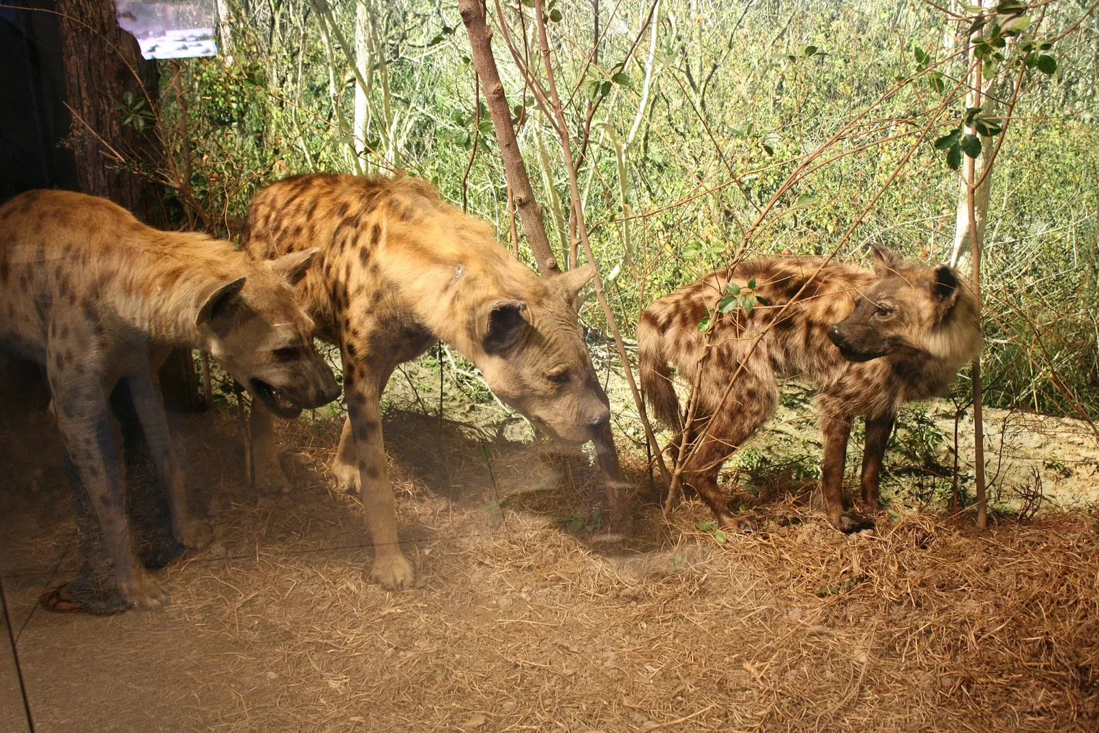 Houston Museum of Natural Science