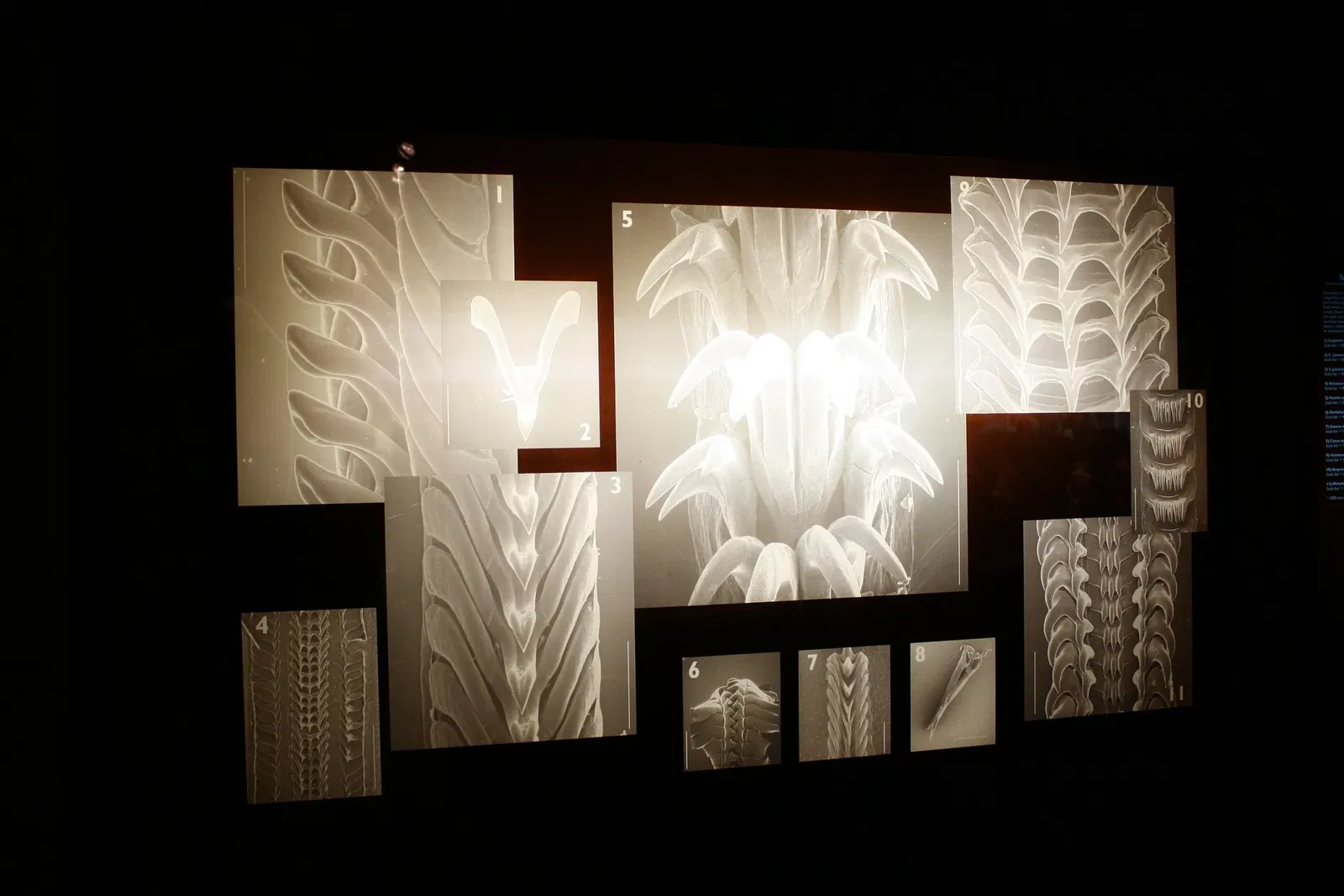 Houston Museum of Natural Science