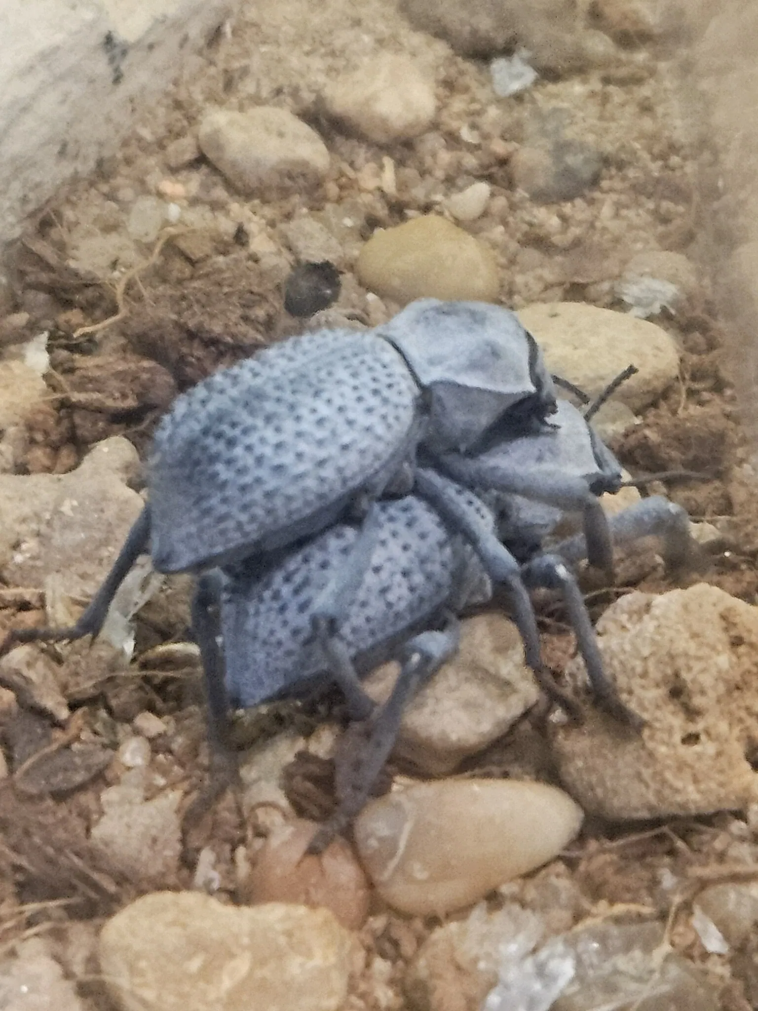 Houston Museum of Natural Science