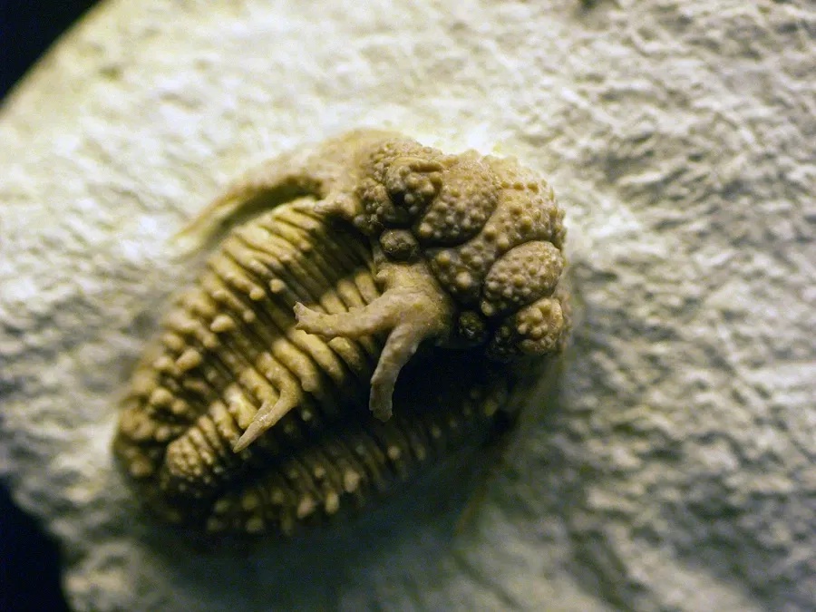 Houston Museum of Natural Science