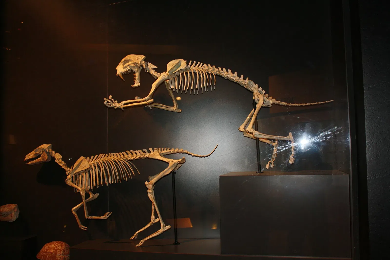 Houston Museum of Natural Science