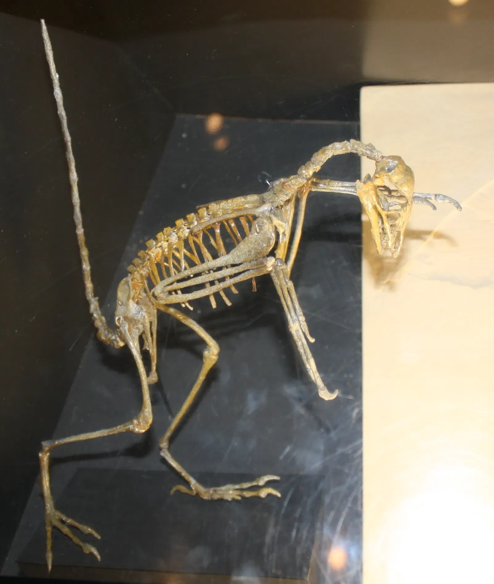 Houston Museum of Natural Science