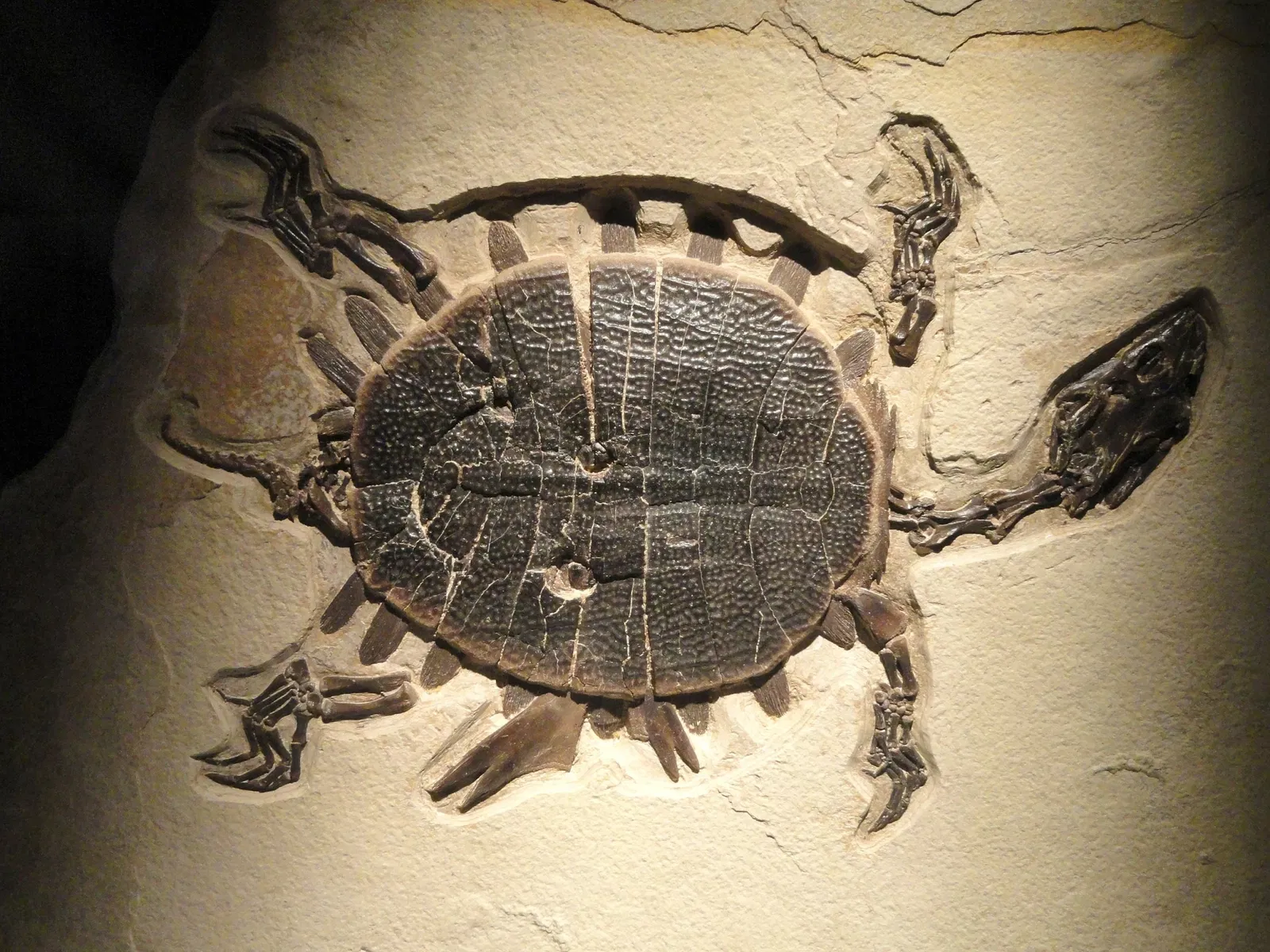 Houston Museum of Natural Science