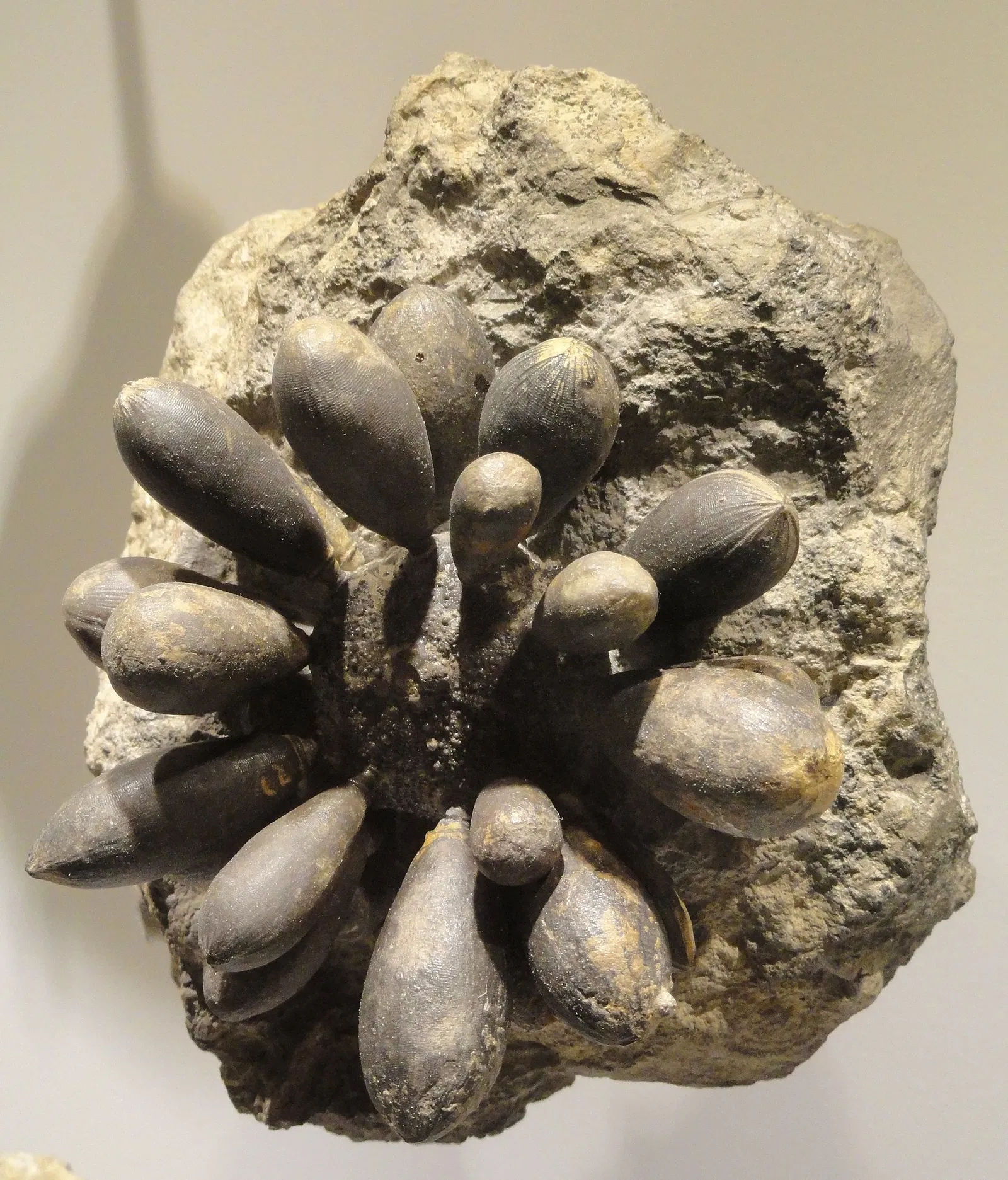 Houston Museum of Natural Science