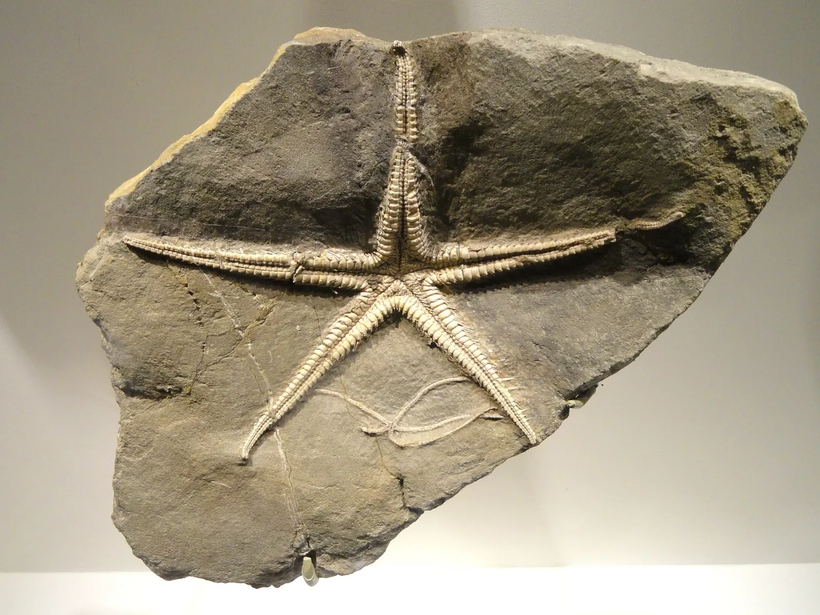 Houston Museum of Natural Science