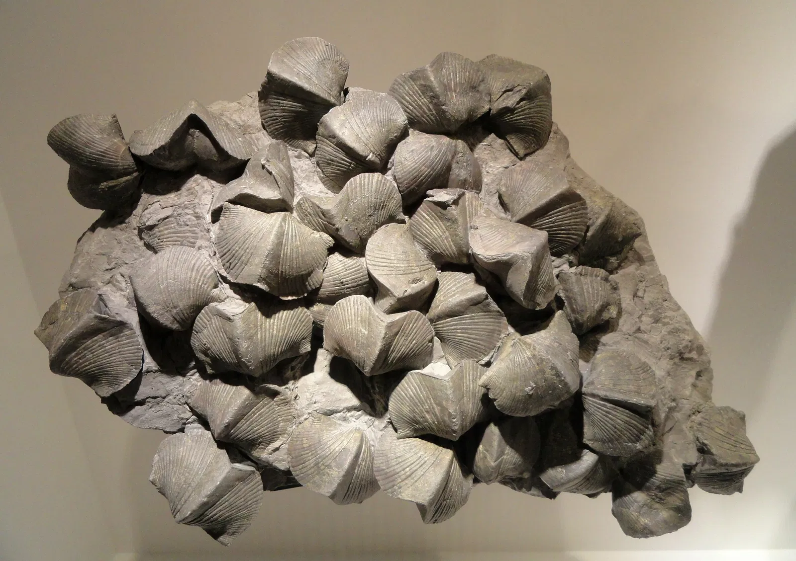 Houston Museum of Natural Science