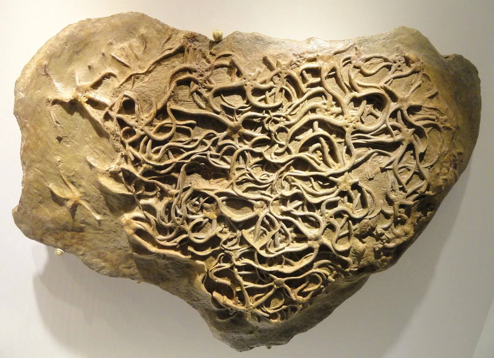 Houston Museum of Natural Science