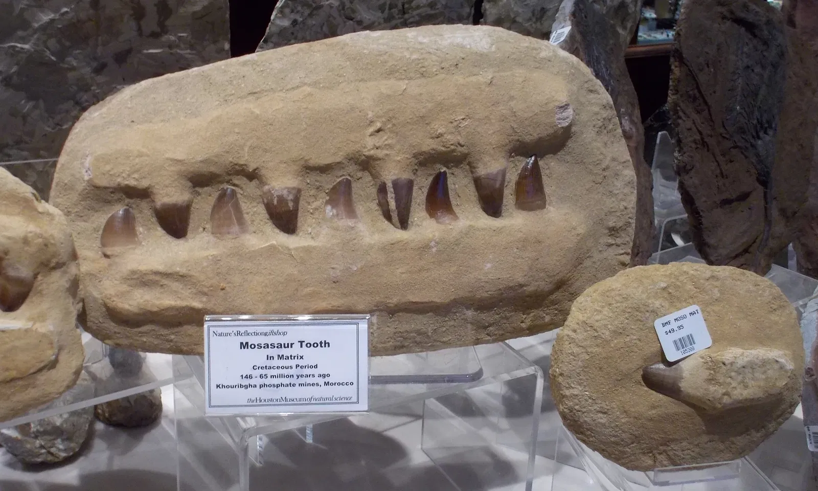 Houston Museum of Natural Science