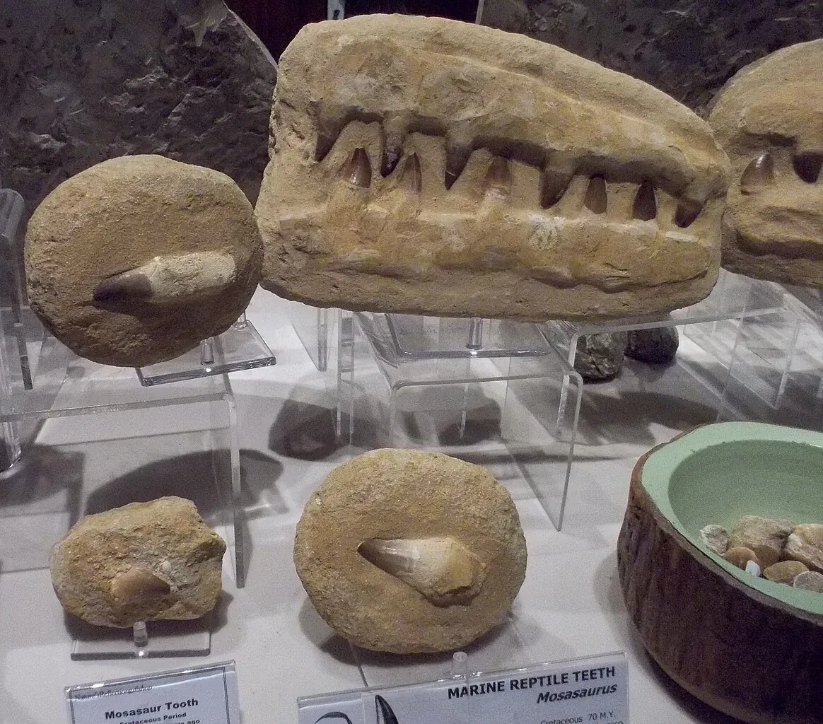 Houston Museum of Natural Science