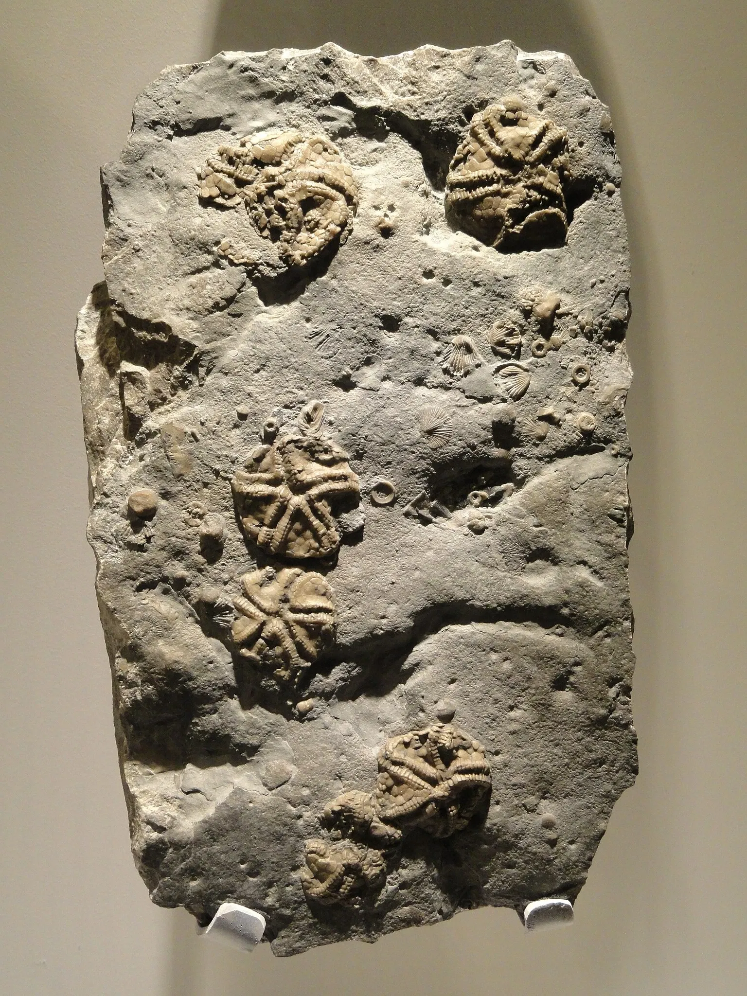 Houston Museum of Natural Science