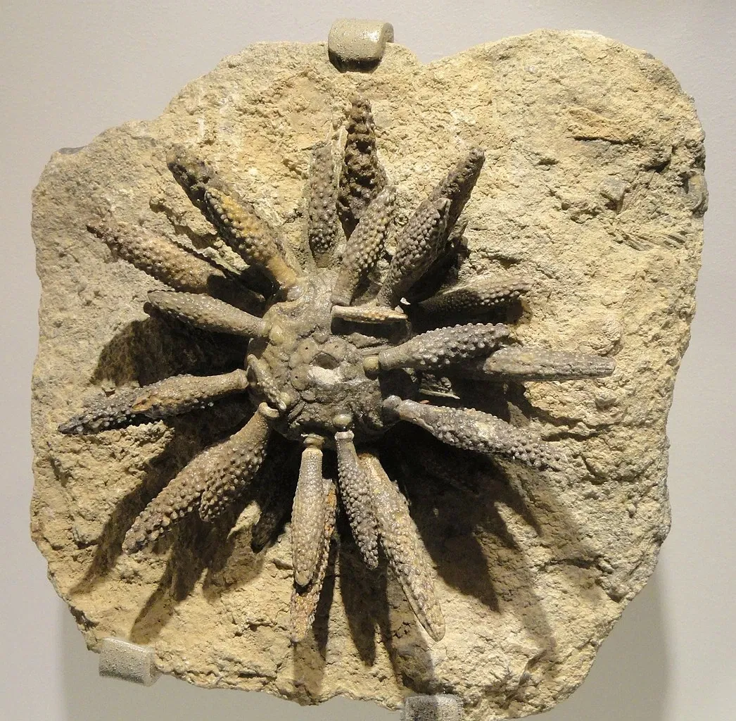 Houston Museum of Natural Science