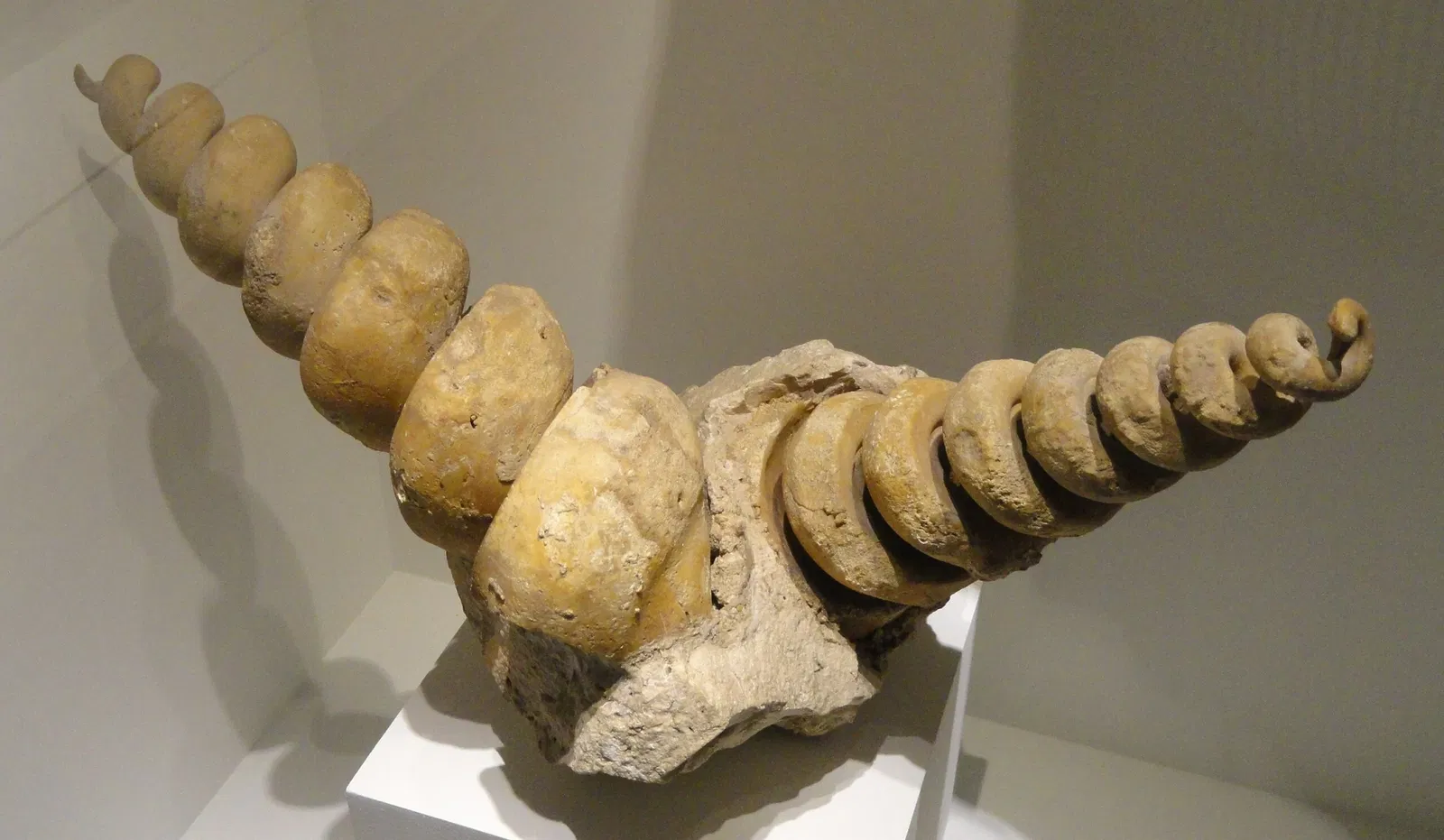 Houston Museum of Natural Science