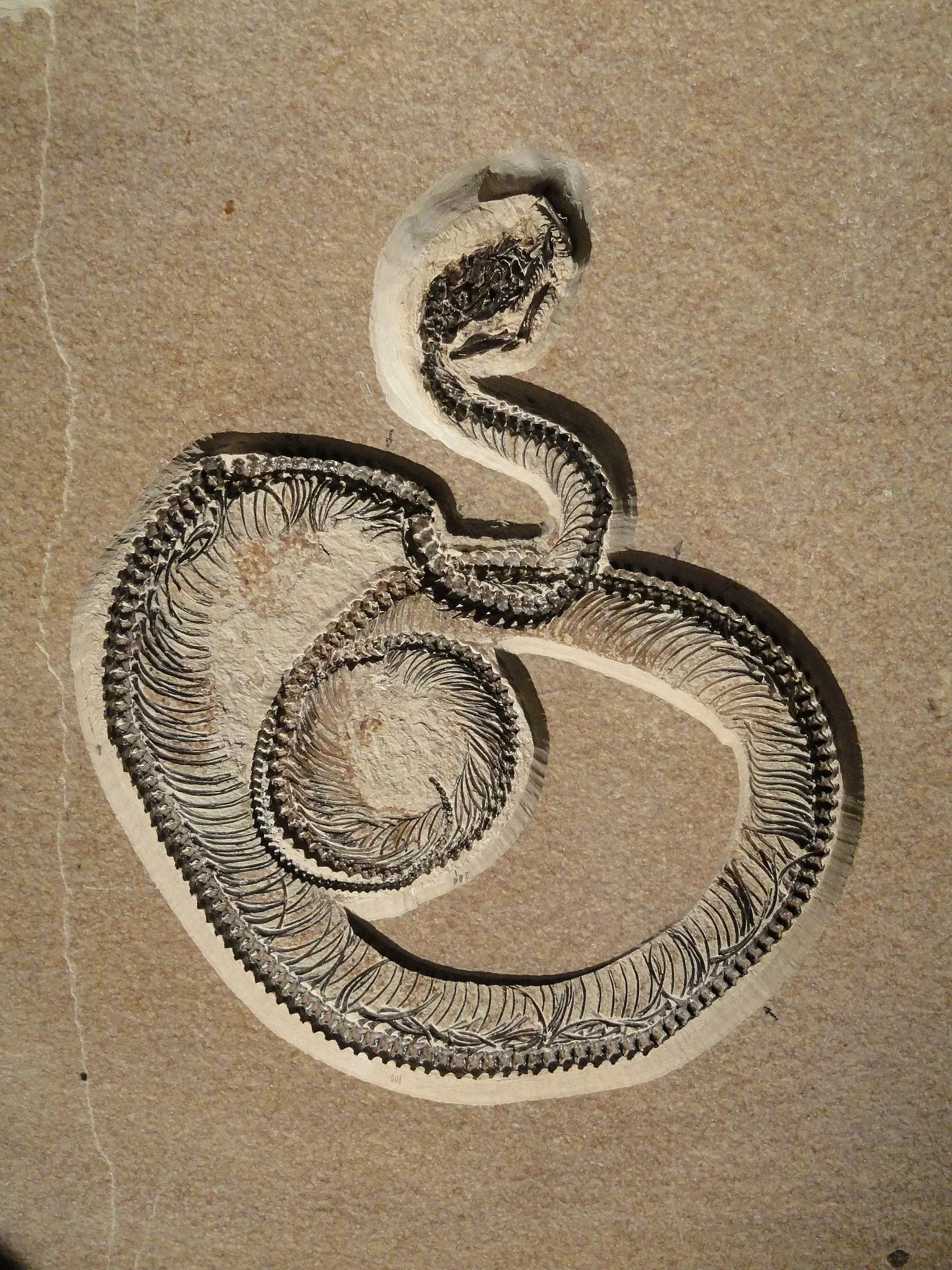 Houston Museum of Natural Science