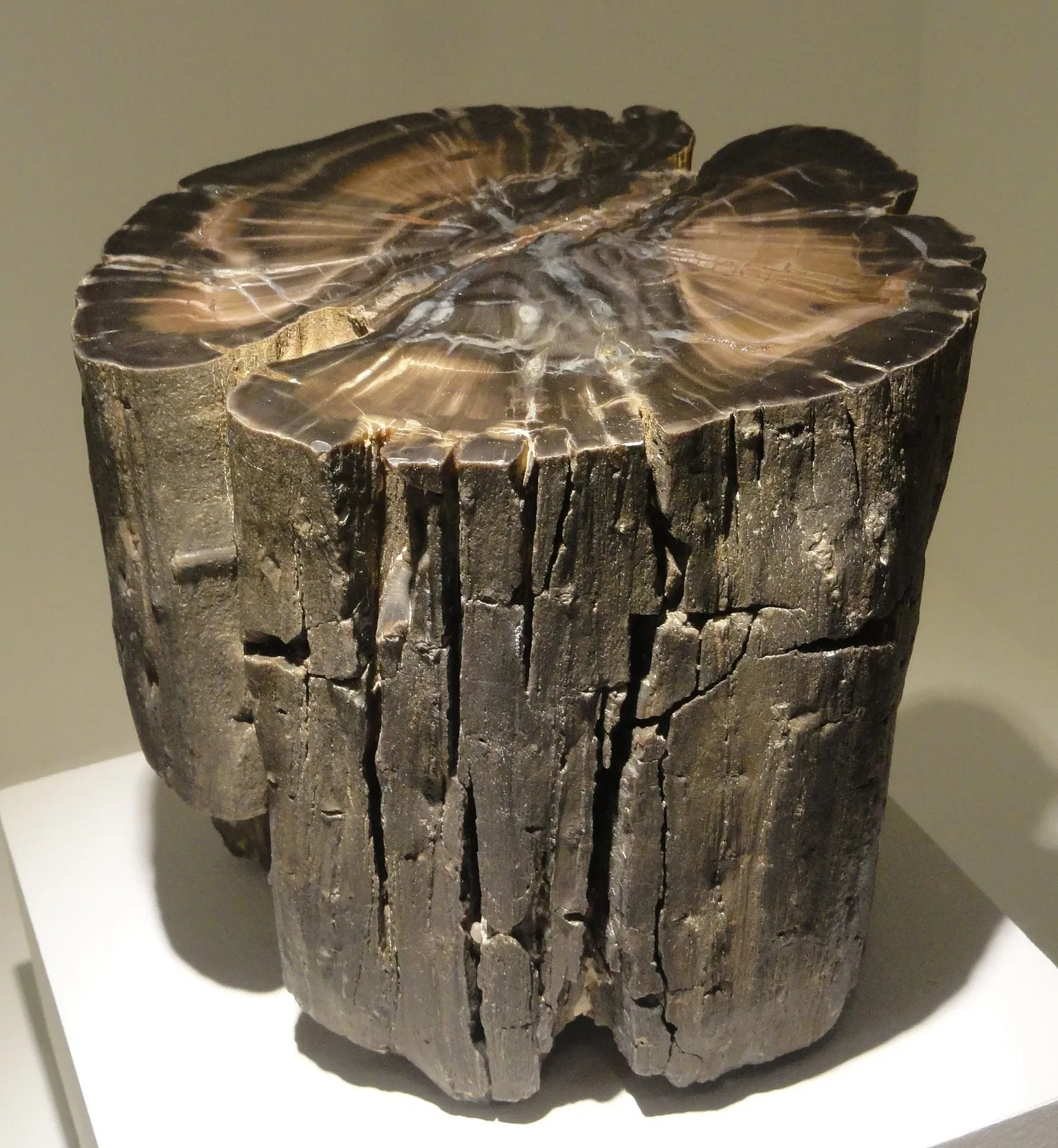 Houston Museum of Natural Science