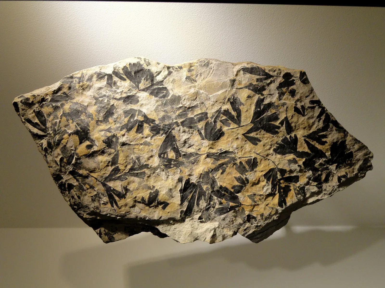 Houston Museum of Natural Science