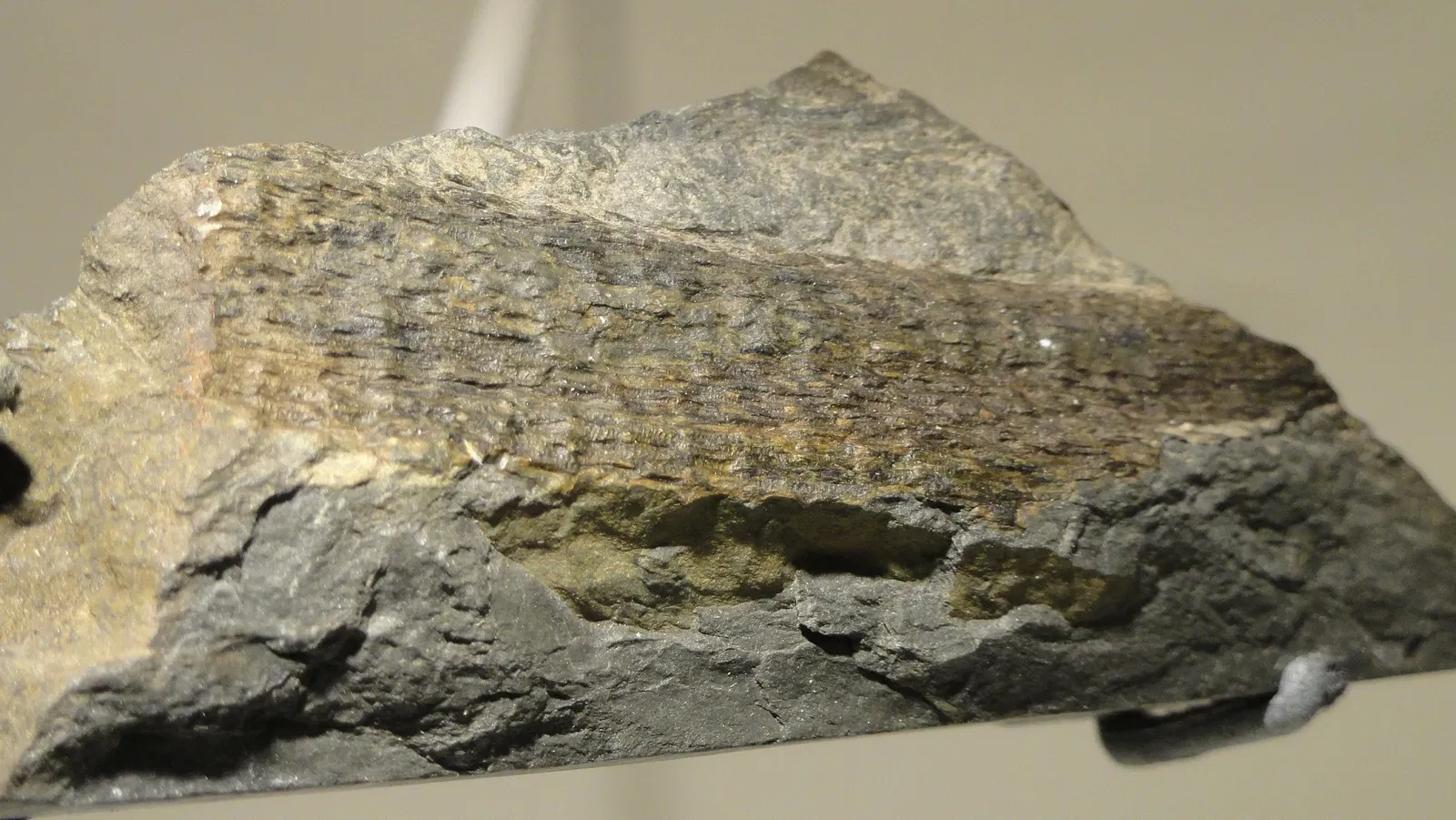 Houston Museum of Natural Science