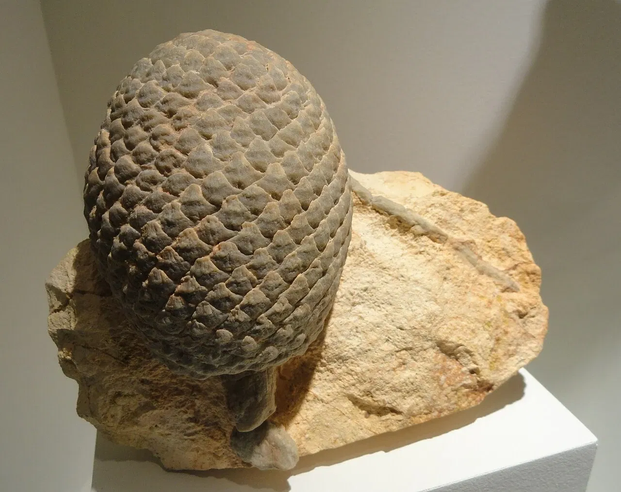 Houston Museum of Natural Science