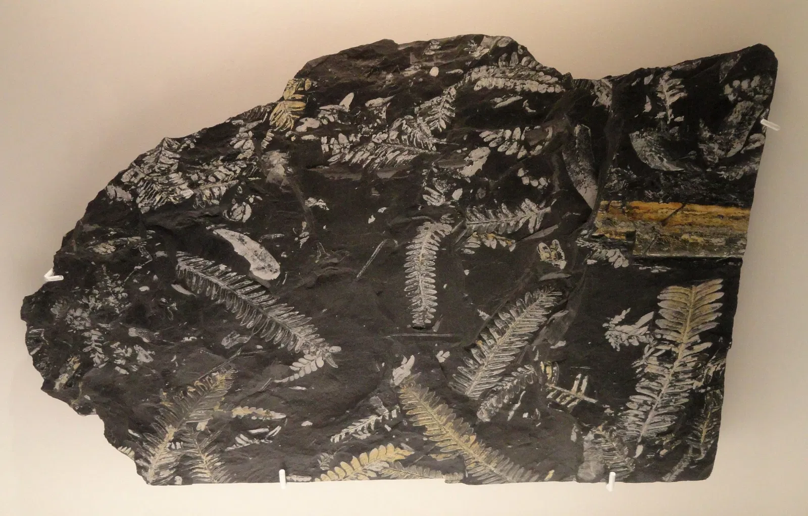 Houston Museum of Natural Science