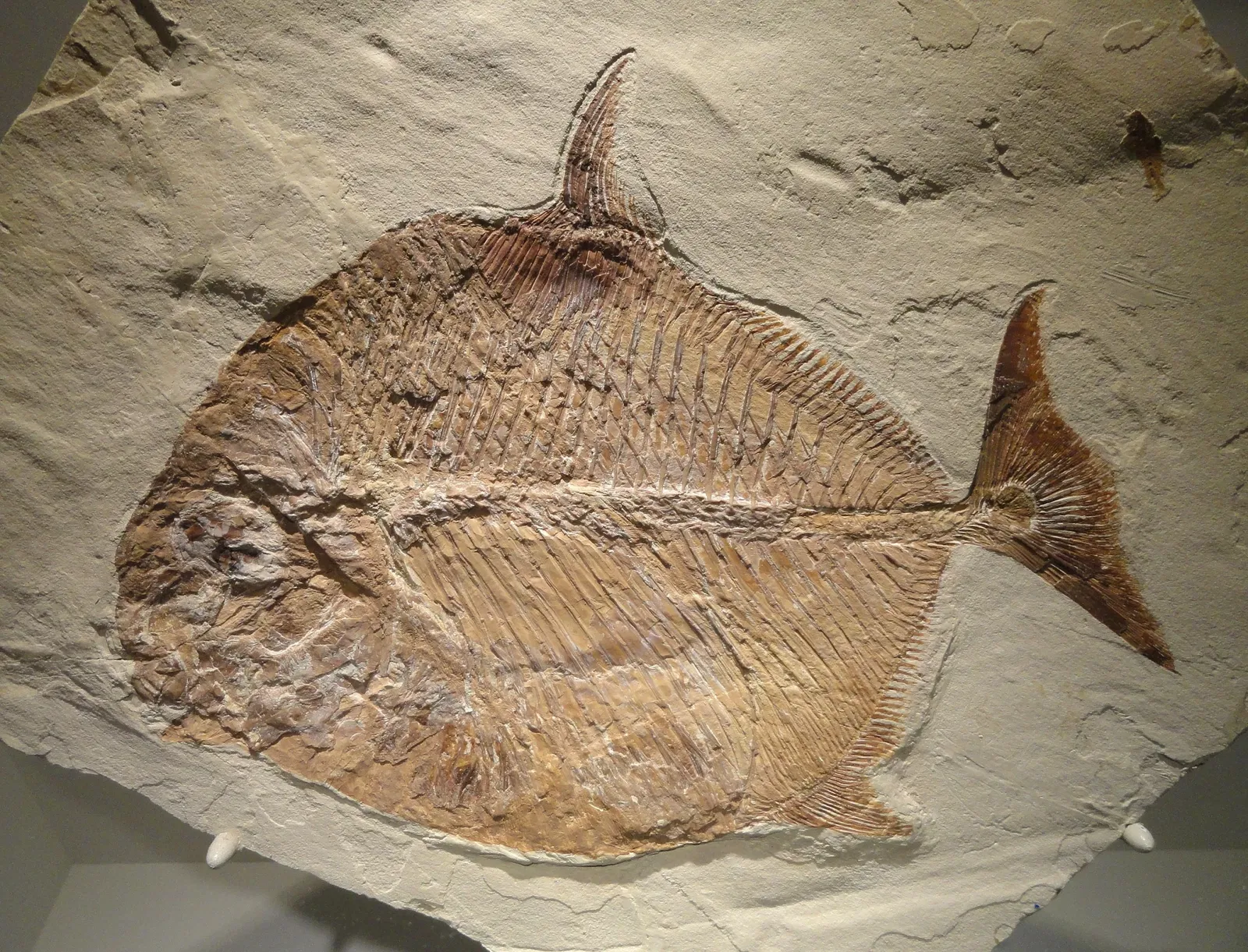 Houston Museum of Natural Science