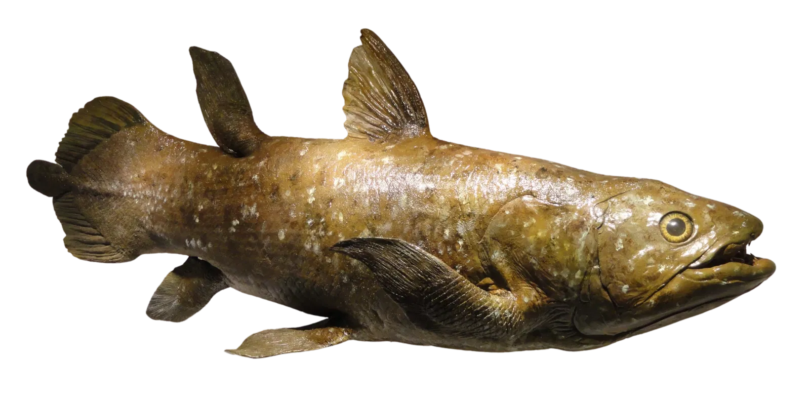 Houston Museum of Natural Science