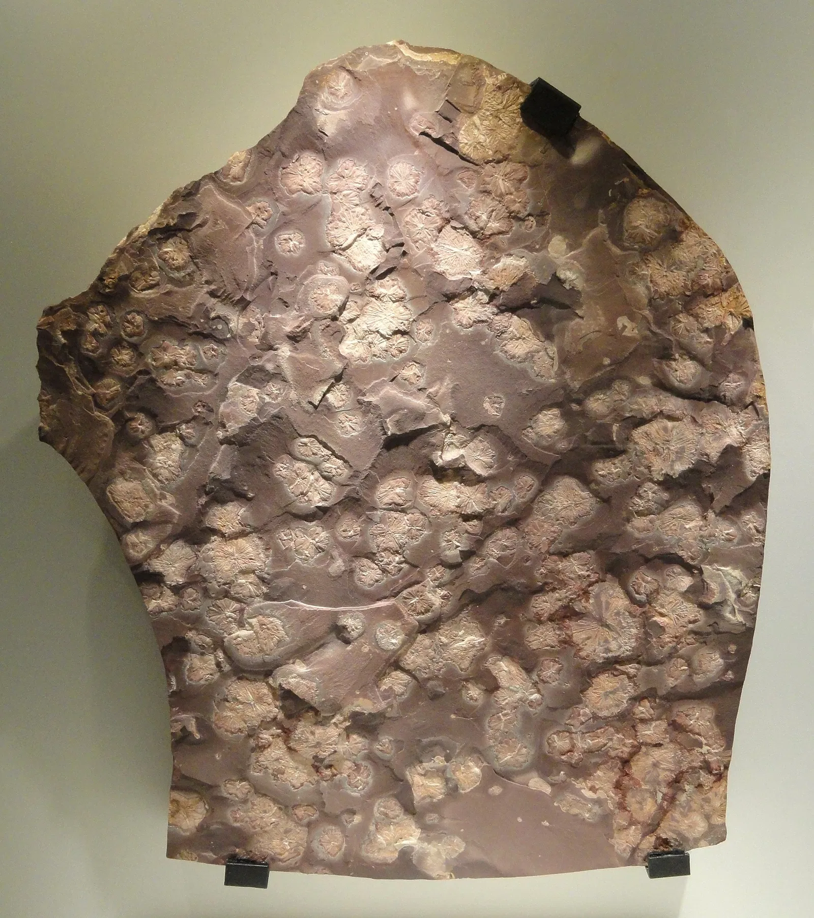 Houston Museum of Natural Science