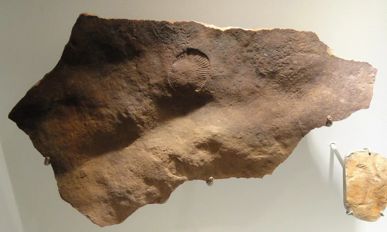 Houston Museum of Natural Science