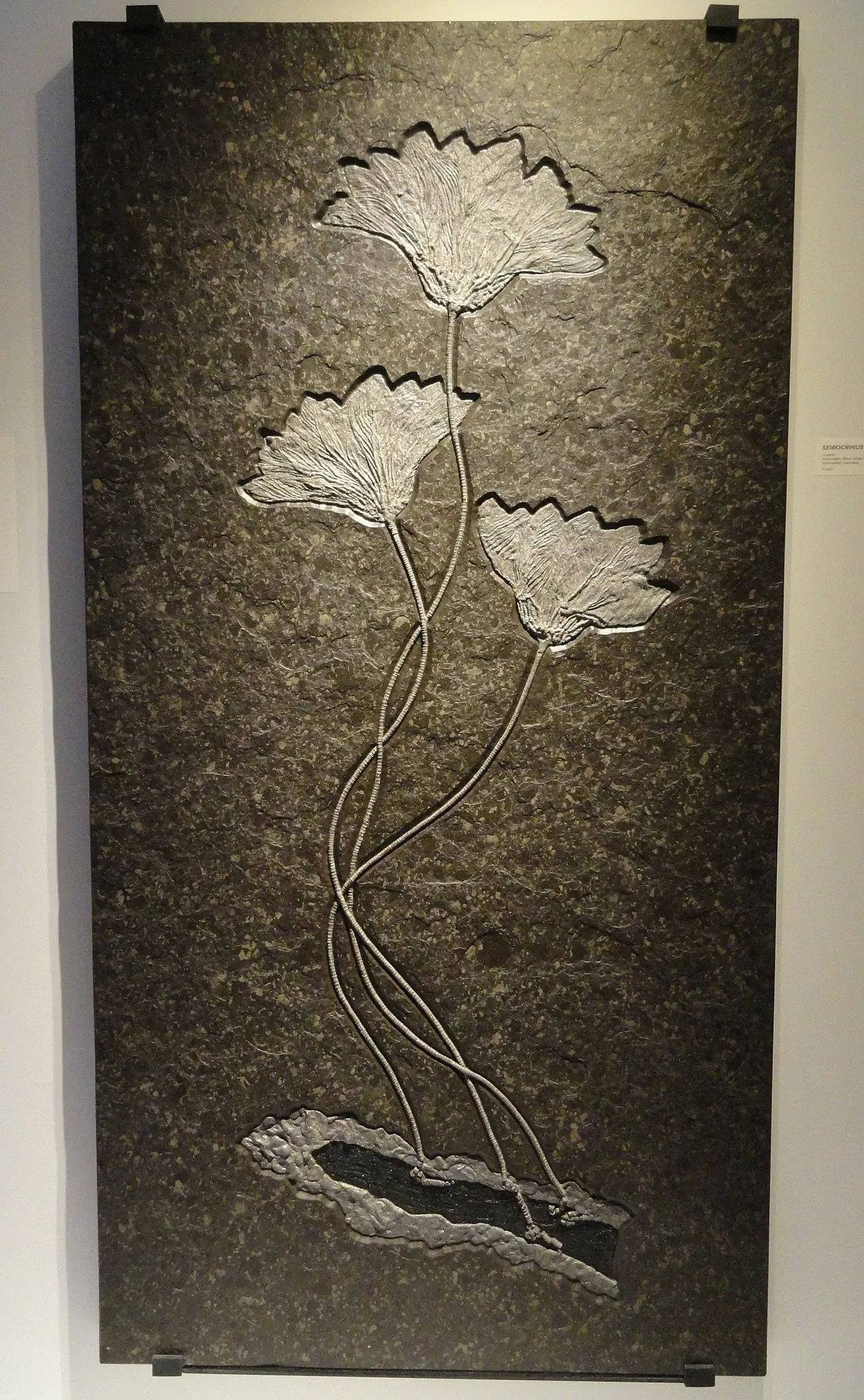 Houston Museum of Natural Science