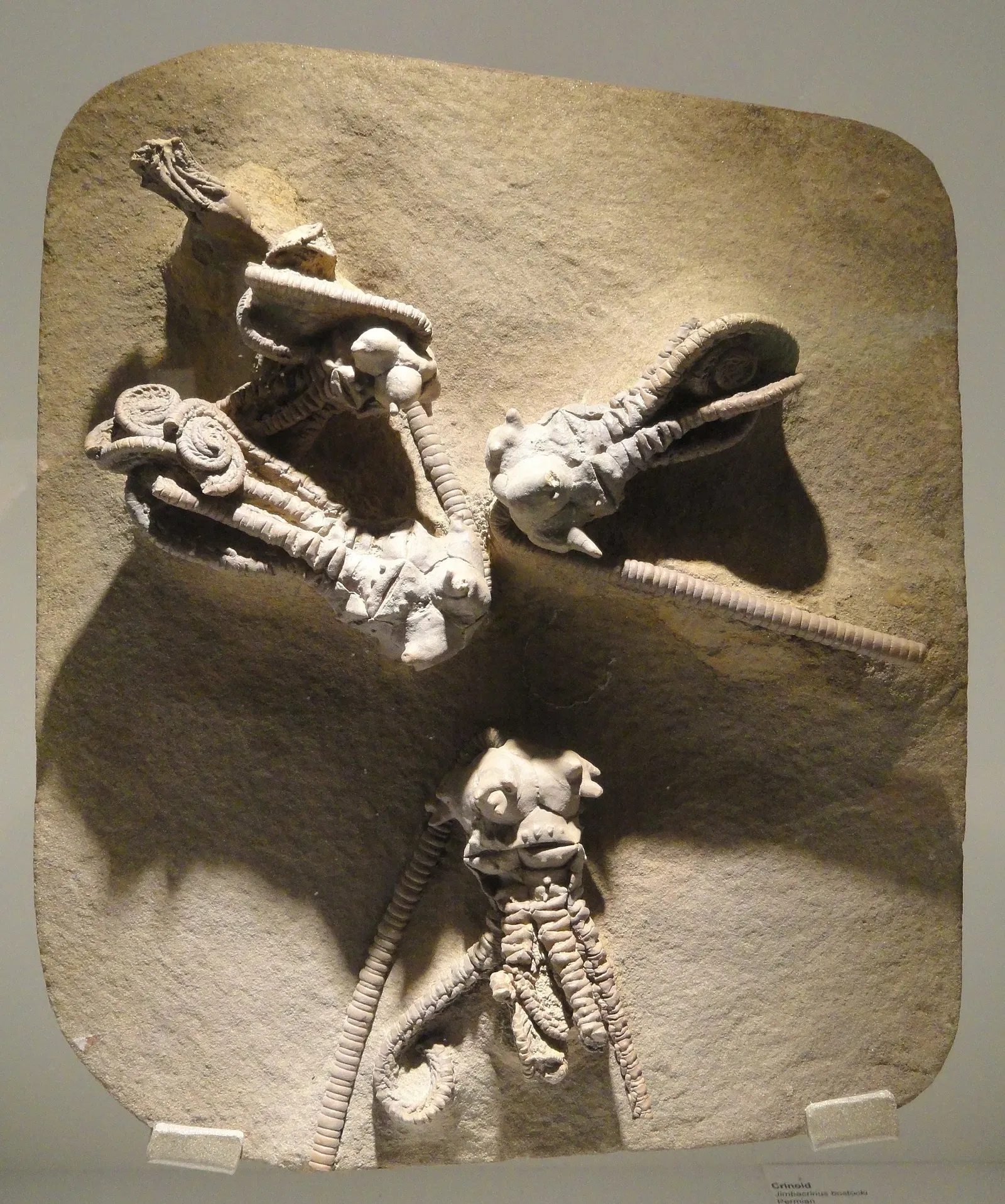 Houston Museum of Natural Science