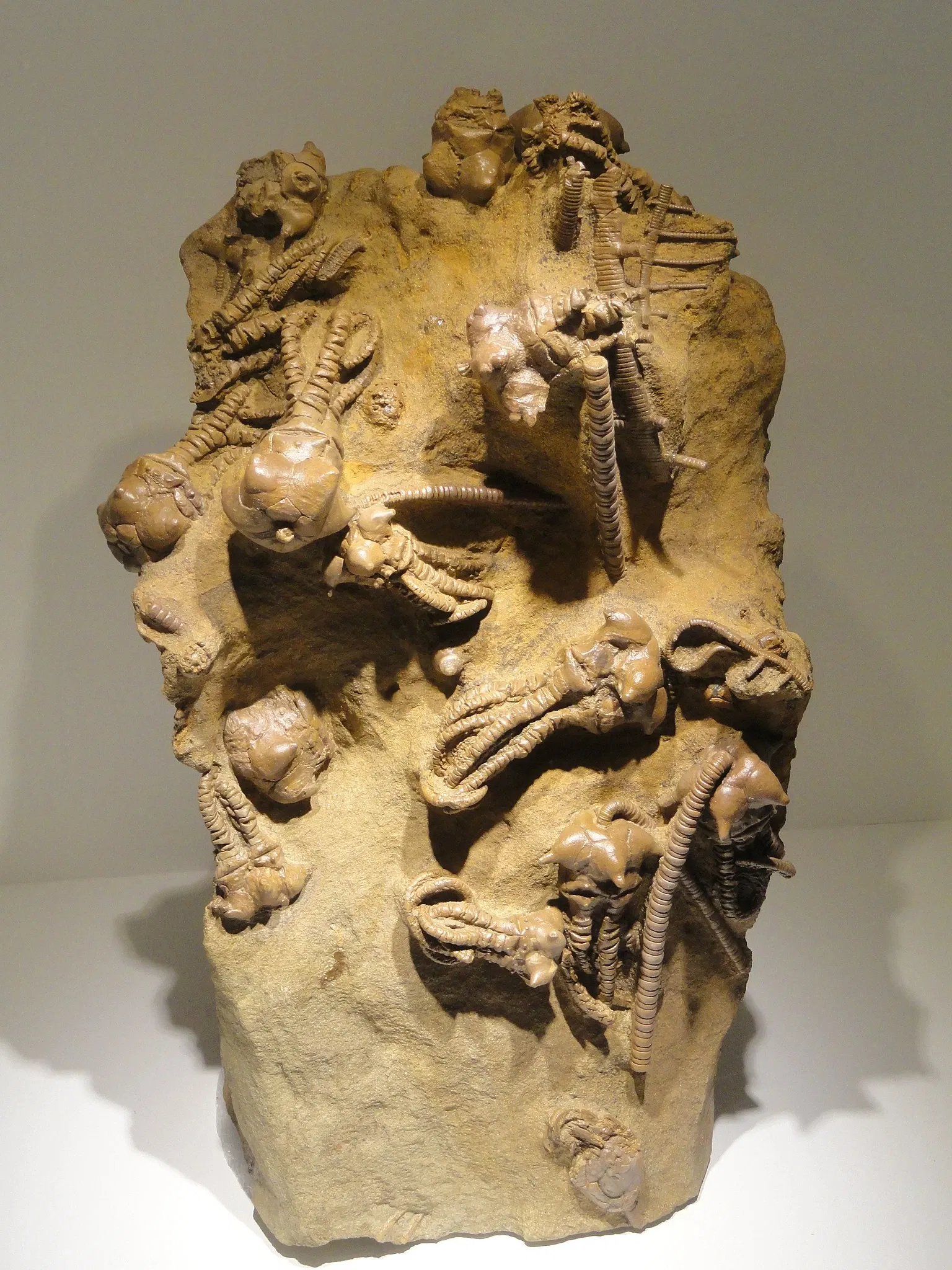 Houston Museum of Natural Science