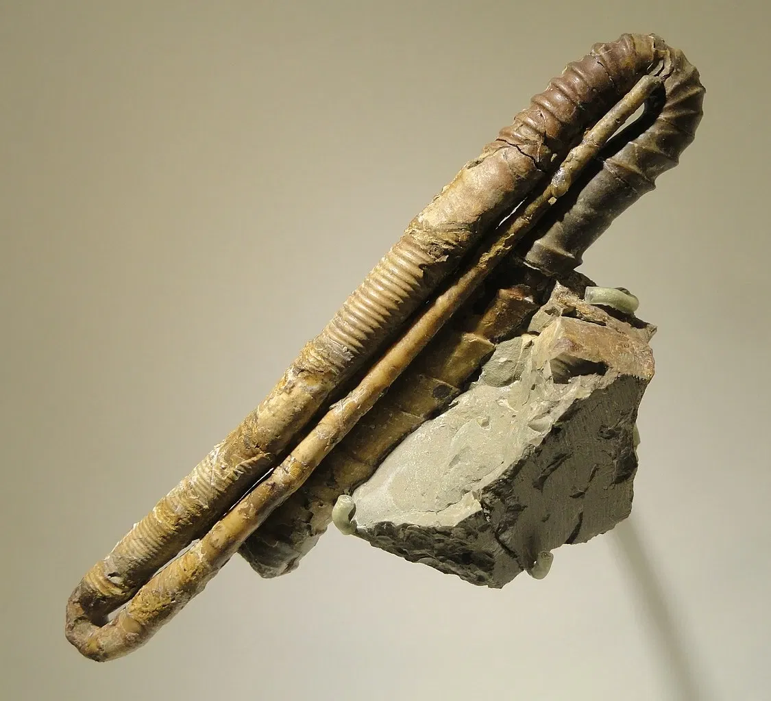 Houston Museum of Natural Science