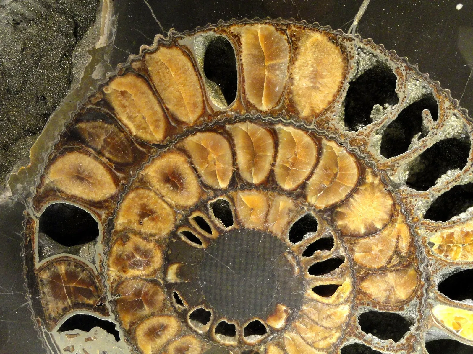 Houston Museum of Natural Science