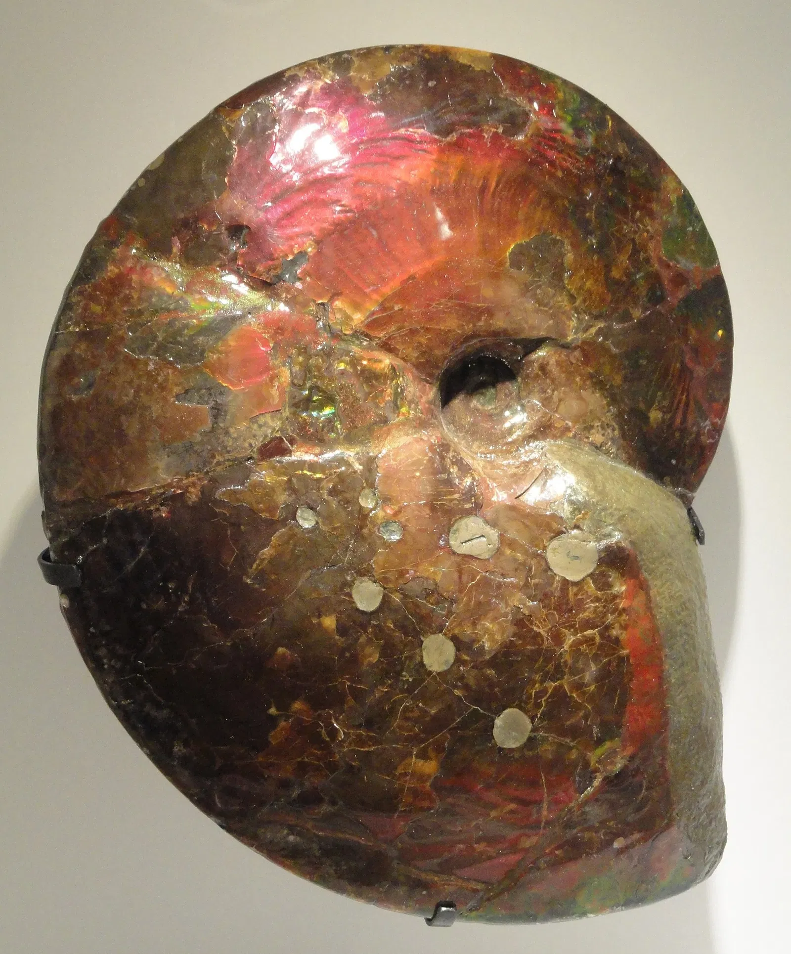 Houston Museum of Natural Science