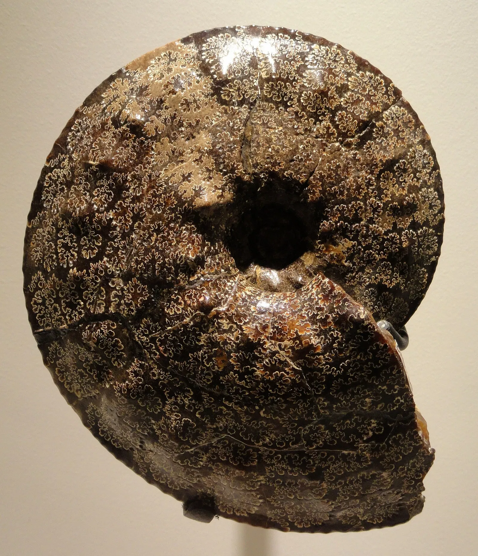 Houston Museum of Natural Science