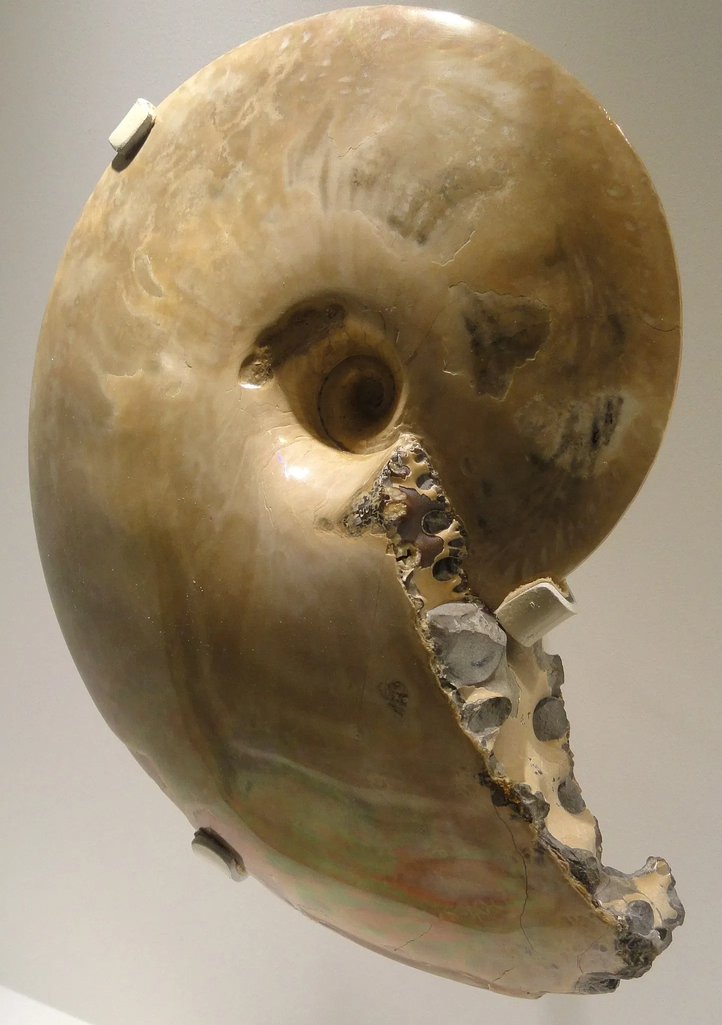 Houston Museum of Natural Science