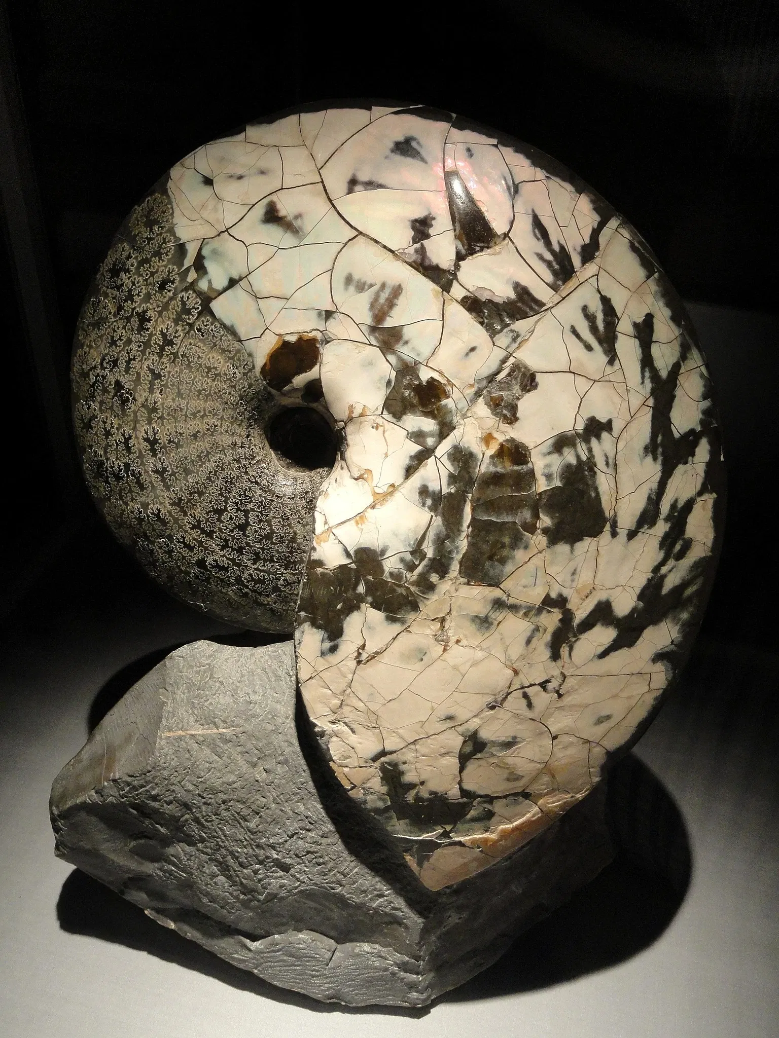 Houston Museum of Natural Science