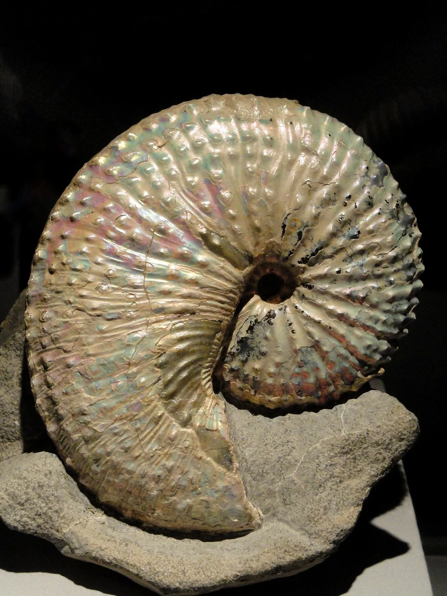 Houston Museum of Natural Science